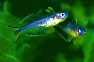 (c) Johnny Jensen - akvariefoto.dk