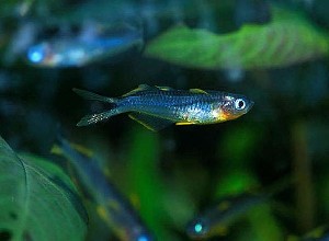 (c) Johnny Jensen - akvariefoto.dk
