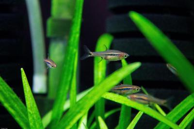 Boraras urophthalmoides