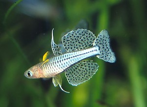 © Günther Schmida