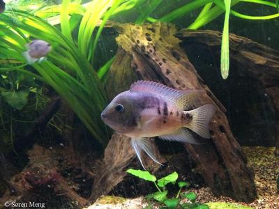 Panamius panamensis