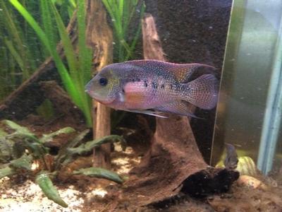 Panamius panamensis