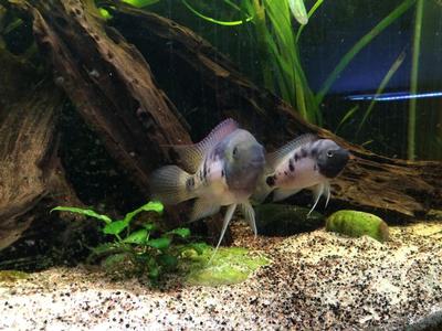 Panamius panamensis