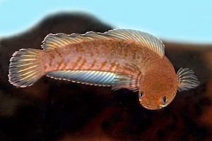 (c) Johnny Jensen - Akvariefoto.dk