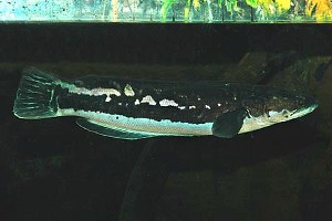 Voksen fisk. (c) Johnny Jensen - Akvariefoto.dk