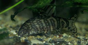 Voksen fisk. (c) Johnny Jensen – Akvariefoto.dk
