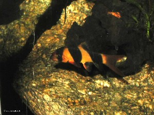 Chromobotia macracanthus