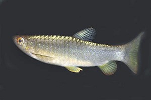 Voksen fisk (c) Johnny Jensen - Akvariefoto.dk