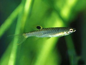 (c) Johnny Jensen – Akvariefoto.dk