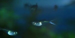 (c) Johnny Jensen - Akvariefoto.dk