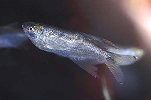 (c) Johnny Jensen - Akvariefoto.dk