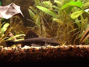 (c) Bo Tvede, akvariehygge.dk