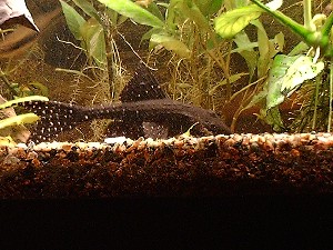 (c) Bo Tvede, akvariehygge.dk