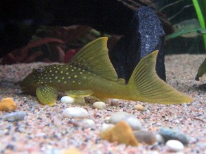 Ancistrinae sp. L200