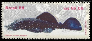 Ancistrus dolichopterus L183