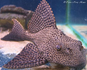 (c) Rasmus Hurup, akvarie-galleri.dk