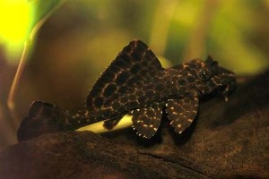 (c) Johnny Jensen, akvariefoto.dk