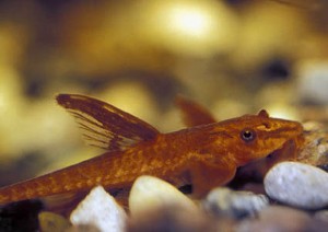 (c) www.akvariefoto.dk