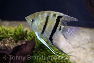 Pterophyllum leopoldi