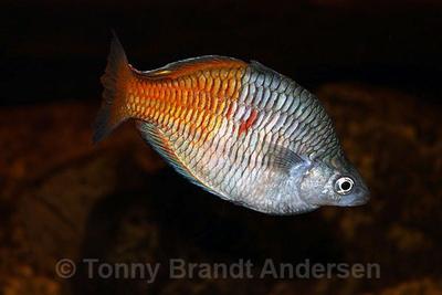 Melanotaenia boesemani