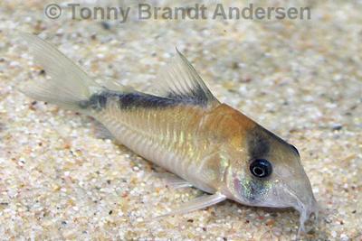 Corydoras davidsandsi