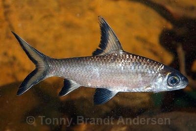 Balantiocheilos melanopterus