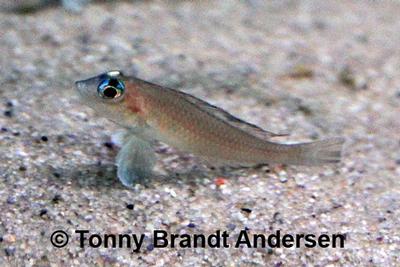 Neolamprologus kungweensis