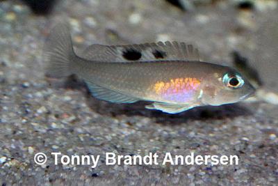 Neolamprologus kungweensis