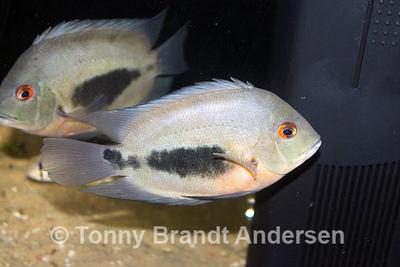 Uaru amphiacanthoides