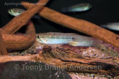 Apistogramma pertensis