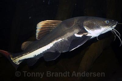 Phractocephalus hemioliopterus