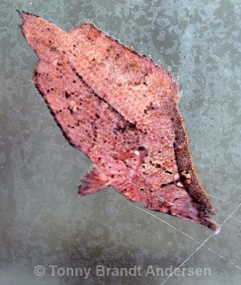 Monocirrhus polyacanthus