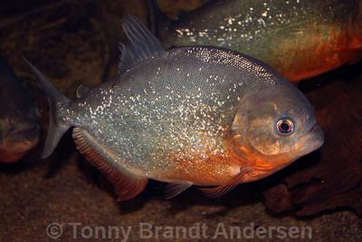 Pygocentrus nattereri