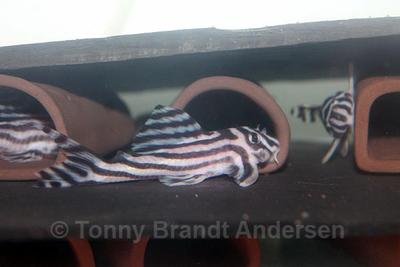 Hypancistrus zebra L046