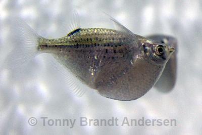 Gasteropelecus sternicla