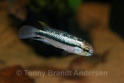 Apistogramma trifasciata