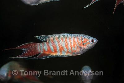 Macropodus opercularis