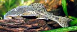Hypostomus plecostomus