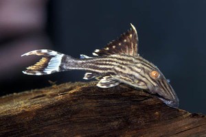 L190 ungfisk - (c) Johnny Jensen - Akvariefoto.dk