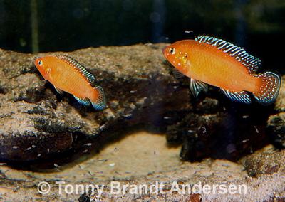 Hemichromis exsul, par med unger.