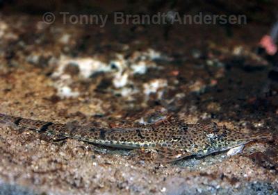 Hemiodontichthys acipenserinus