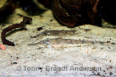 Hemiodontichthys acipenserinus