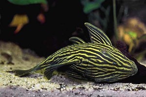 (c) Johnny Jensen - Akvariefoto.dk
