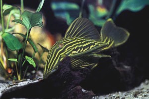 (c) Johnny Jensen - Akvariefoto.dk