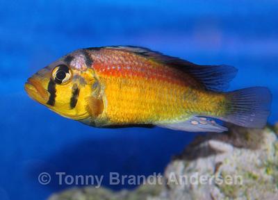 Astatotilapia aeneocolor