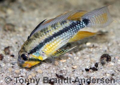 Apistogramma allpahuayo