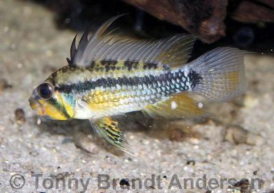 Apistogramma allpahuayo