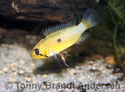 Apistogramma allpahuayo
