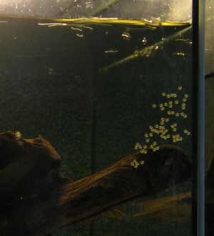 Legeakvarie med æg på frontglasset