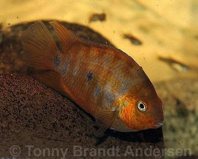 Amatitlania altoflava